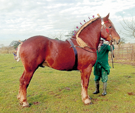 Suffolk Punch Horse - Pickworth Golden Thistle 9067